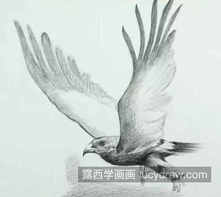 立体飞鹰怎么画？如何画出3D的效果？