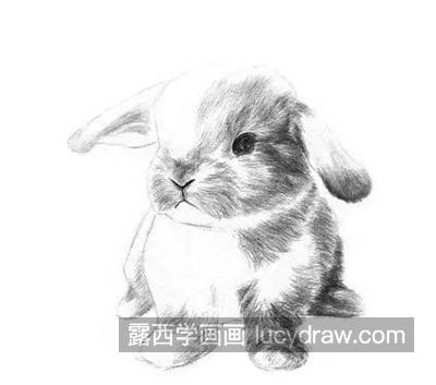 小白兔怎么画？兔子的素描步骤有哪些？