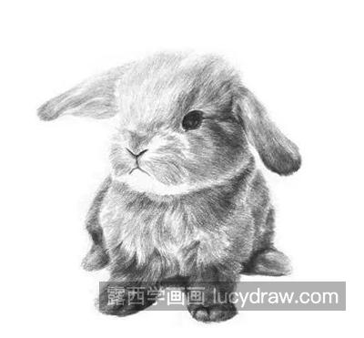 小白兔怎么画？兔子的素描步骤有哪些？