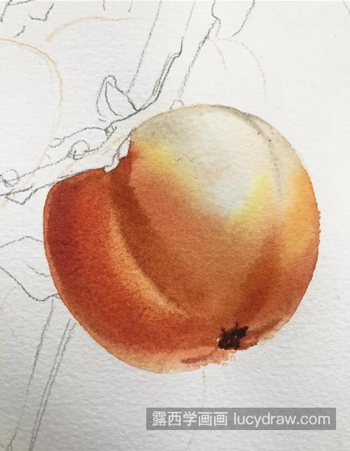 柿子怎么画？黄橙橙的柿子画法是什么？