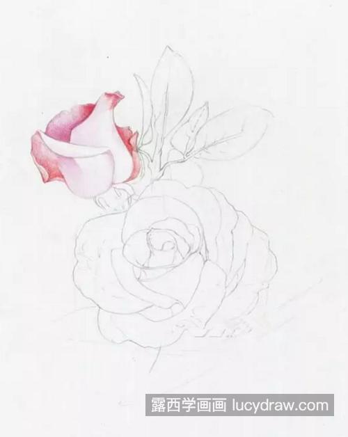 粉玫瑰怎么画？如何画好情人节的玫瑰？