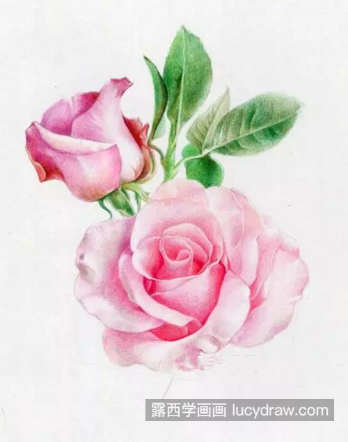 粉玫瑰怎么画？如何画好情人节的玫瑰？