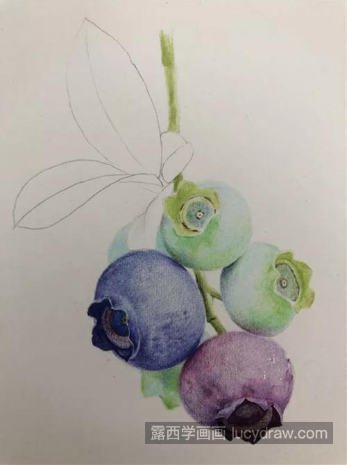 如何画好一串蓝莓？超级详细的彩铅步骤分享