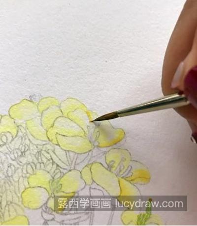 油菜花怎么画？金黄色油菜花的水彩步骤有哪些？