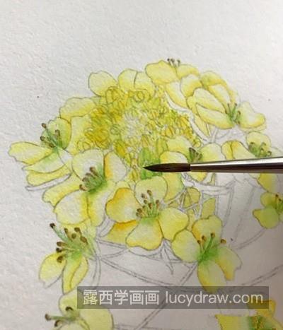 油菜花怎麼畫金黃色油菜花的水彩步驟有哪些