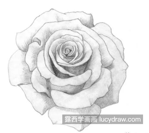 栩栩如生的玫瑰怎么画？有哪些素描绘画步骤？