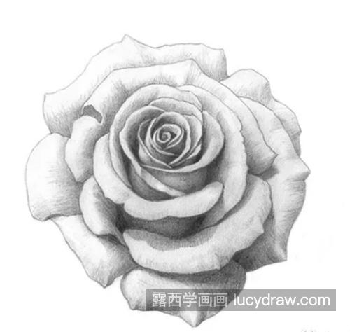 栩栩如生的玫瑰怎么画？有哪些素描绘画步骤？