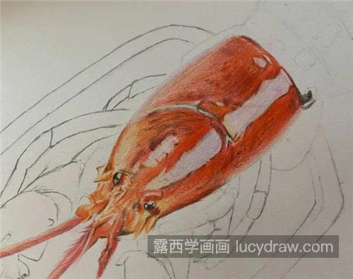 大龙虾怎么画？具体的彩铅步骤有哪些？