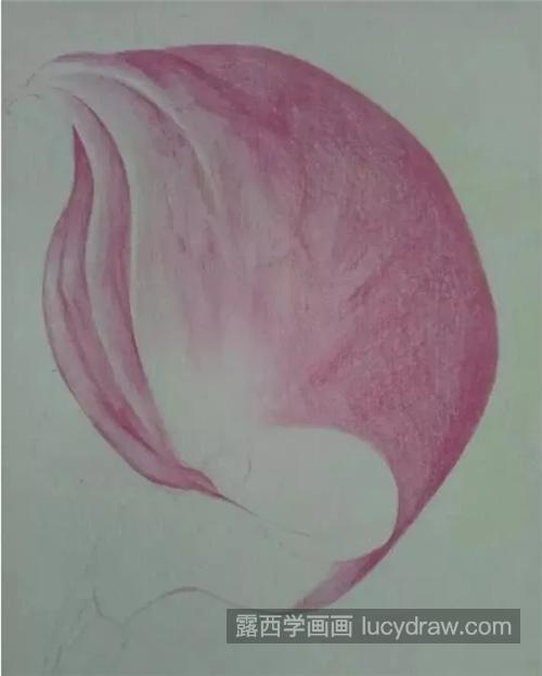 粉色马蹄莲怎么画？详细的彩铅画教程分享