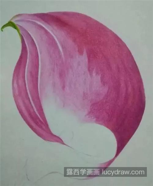 粉色马蹄莲怎么画？详细的彩铅画教程分享