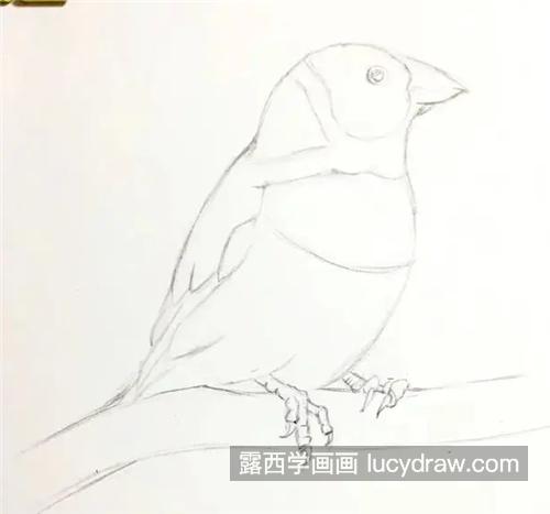 小胖鸟怎么画？简单的彩铅步骤有几步？