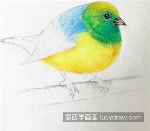 小胖鸟怎么画？简单的彩铅步骤有几步？