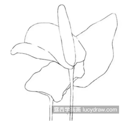 火鹤花怎么画？详细的彩铅教程详解