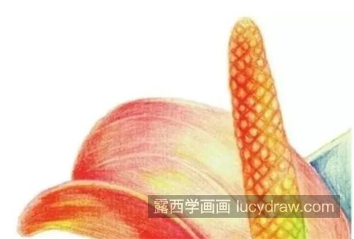 火鹤花怎么画？详细的彩铅教程详解