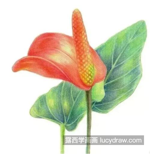 火鹤花怎么画？详细的彩铅教程详解