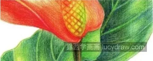 火鹤花怎么画？详细的彩铅教程详解