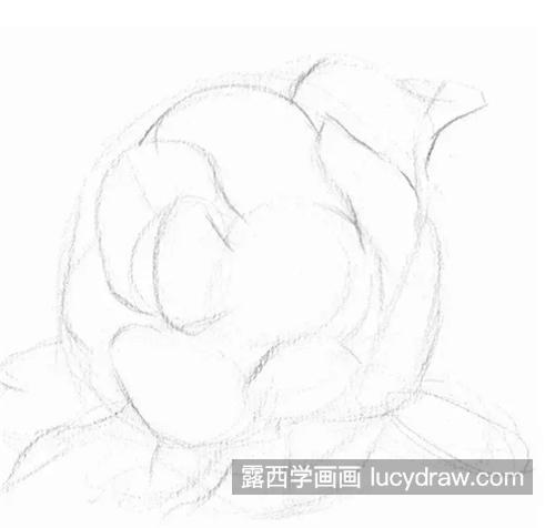 素描牡丹花怎么画？详细的绘画步骤有哪些？