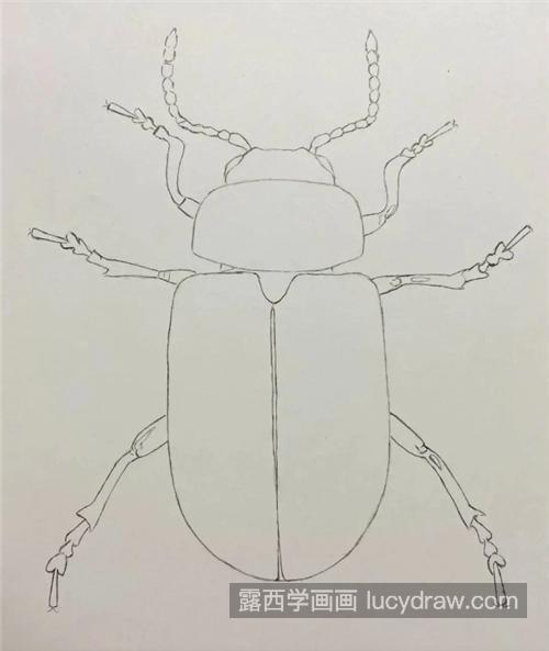 甲壳虫怎么画？详细的彩铅绘画步骤有哪些？