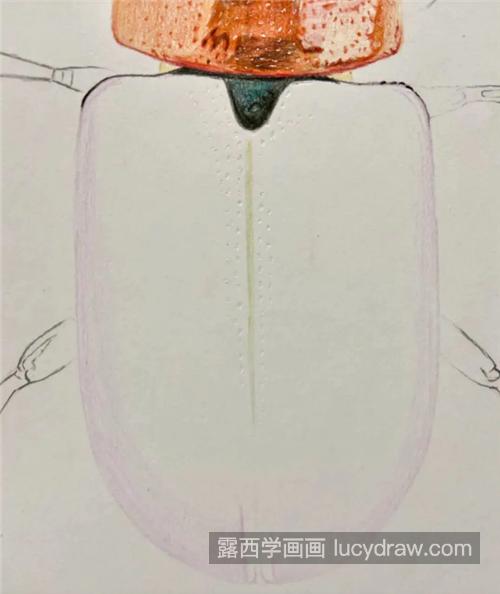 甲壳虫怎么画？详细的彩铅绘画步骤有哪些？