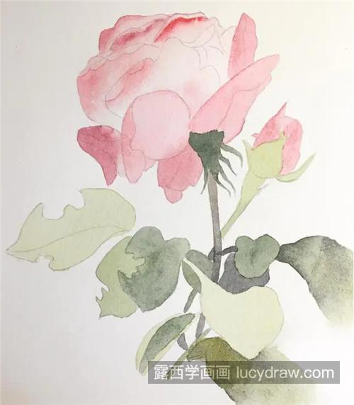 水彩玫瑰的画法是什么？具体有哪些绘画步骤？