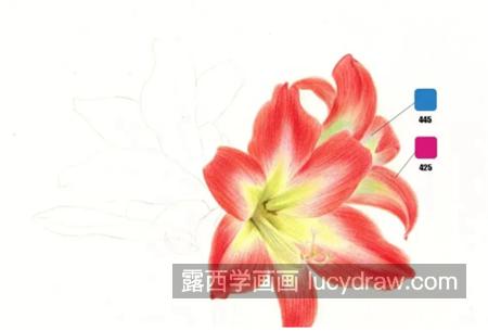 朱顶红怎么画？红花莲彩铅绘画步骤有哪些？