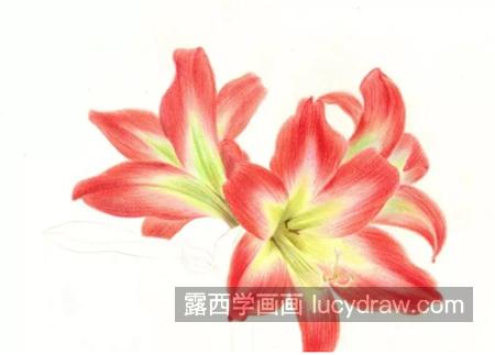 朱顶红怎么画？红花莲彩铅绘画步骤有哪些？