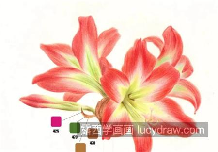 朱顶红怎么画？红花莲彩铅绘画步骤有哪些？