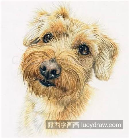彩铅狗狗头像画法是什么？动物毛发怎么画？