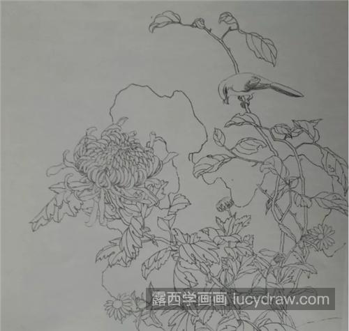 菊花枝上的伯劳鸟怎么画？详细的过程图有哪些？