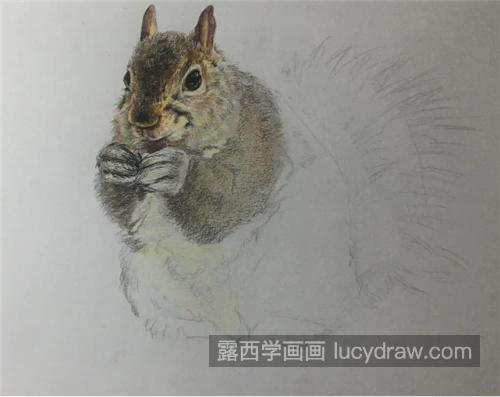 栩栩如生的小松鼠怎么画？超简单的彩铅画教程分享