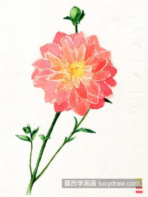 东洋菊怎么画？水彩和彩铅如何结合绘画？
