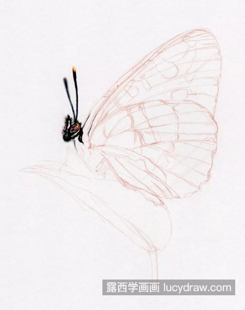 黑蝴蝶怎么画？超级详细的彩铅教程分享