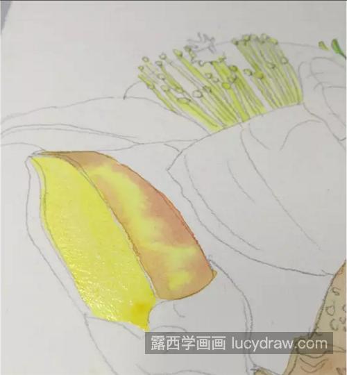 怎么画木棉花 琼枝水彩画步骤有哪些 露西学画画