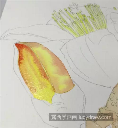 怎么画木棉花？琼枝水彩画步骤有哪些？