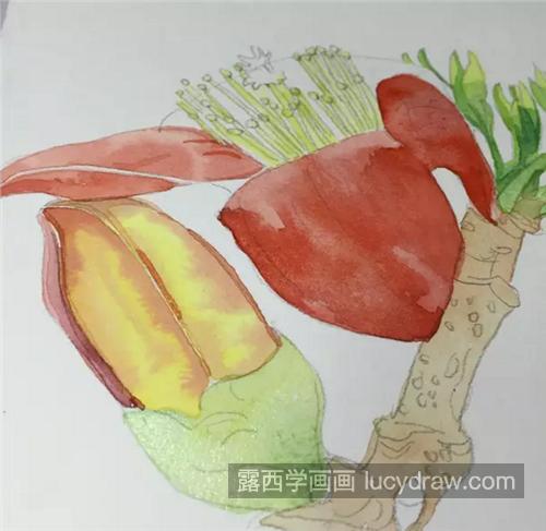 怎么画木棉花？琼枝水彩画步骤有哪些？