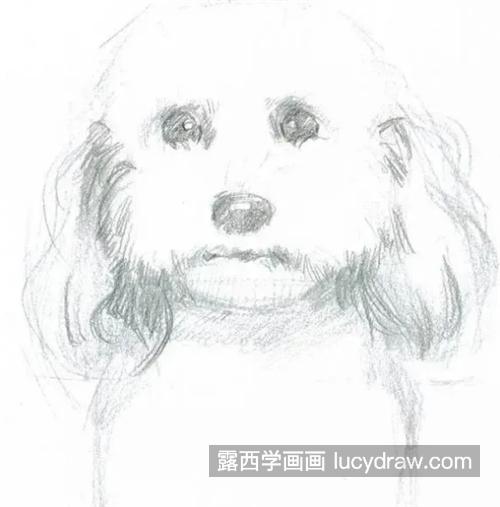 彩铅比熊犬怎么画？绘画教程步骤有哪些？