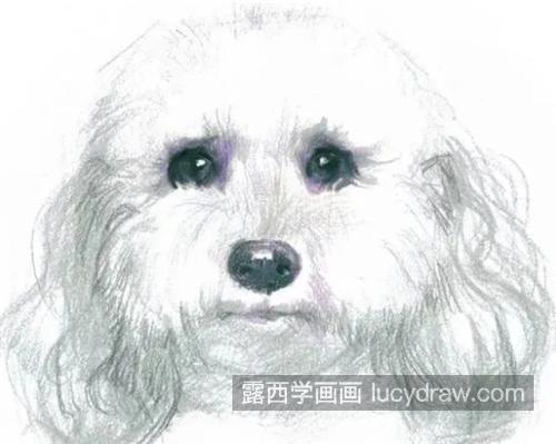 彩铅比熊犬怎么画？绘画教程步骤有哪些？