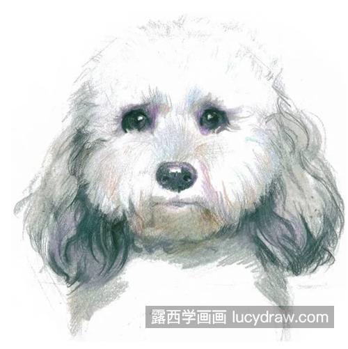 彩铅比熊犬怎么画？绘画教程步骤有哪些？