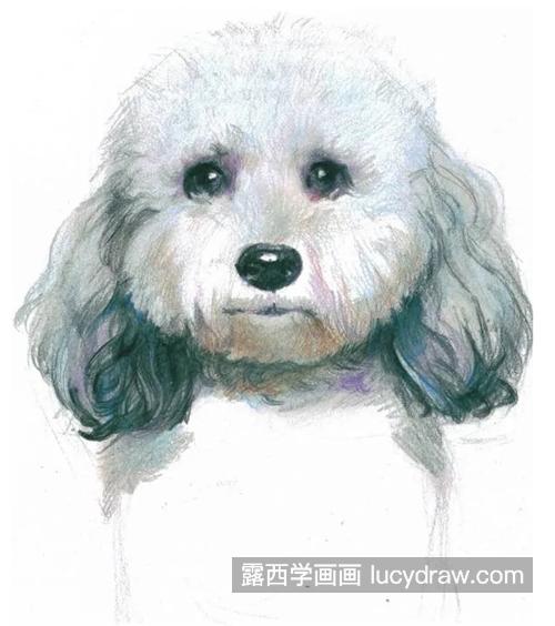 彩铅比熊犬怎么画？绘画教程步骤有哪些？