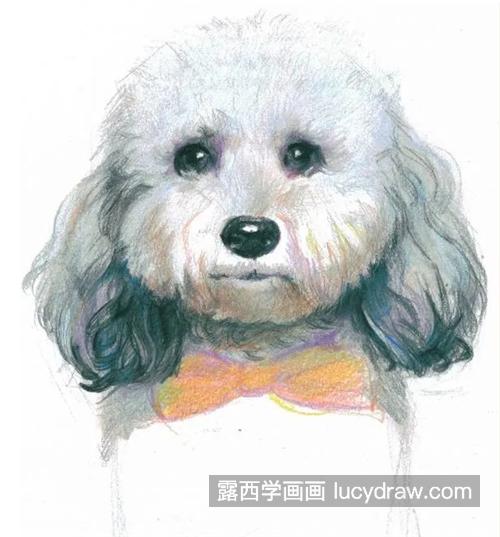 彩铅比熊犬怎么画？绘画教程步骤有哪些？