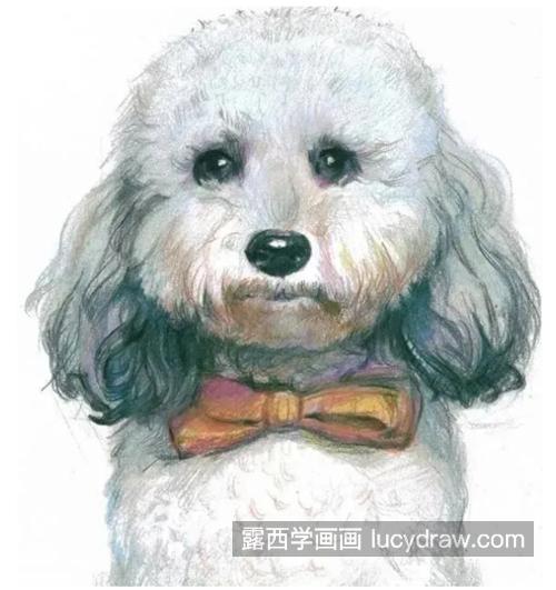 彩铅比熊犬怎么画？绘画教程步骤有哪些？