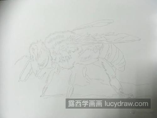 小蜜蜂怎么画？具体的彩铅绘画步骤有哪些？