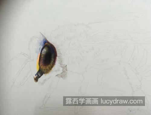 小蜜蜂怎么画？具体的彩铅绘画步骤有哪些？