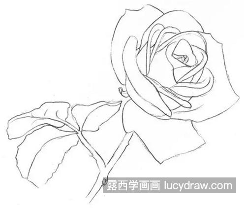 白玫瑰怎么画？七夕节教你画一致玫瑰花