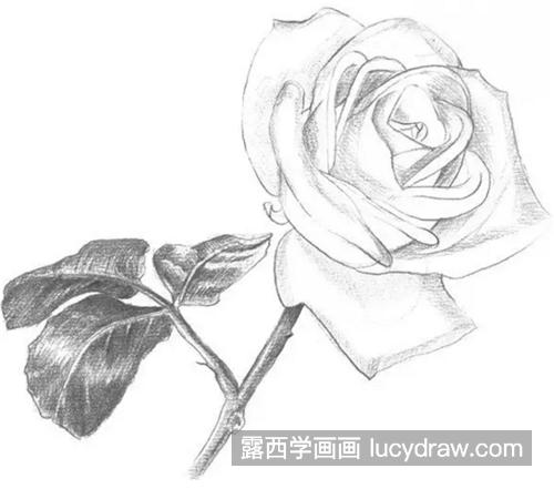 白玫瑰怎么画？七夕节教你画一致玫瑰花