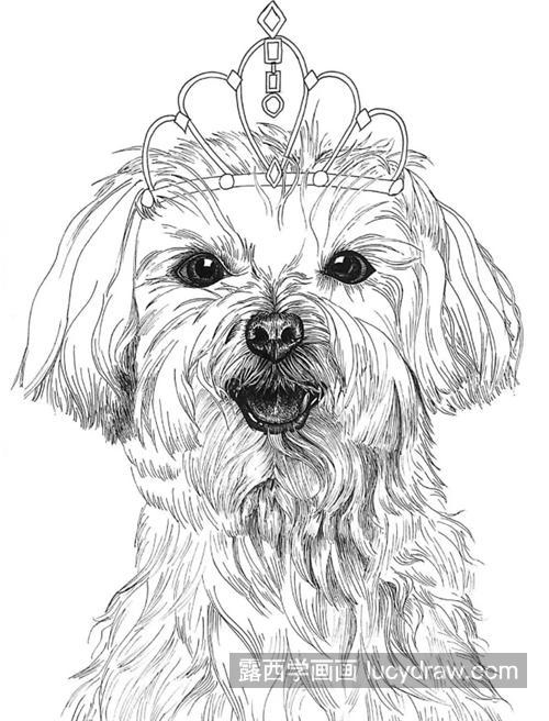 带皇冠的狗狗怎么画？素描教程是什么？