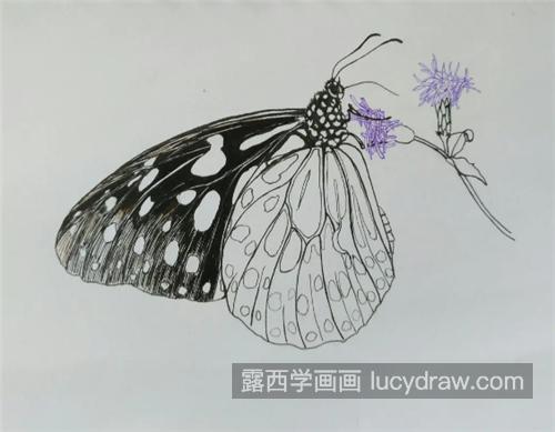 美丽的蝴蝶怎么画？简单的钢笔画法是什么？