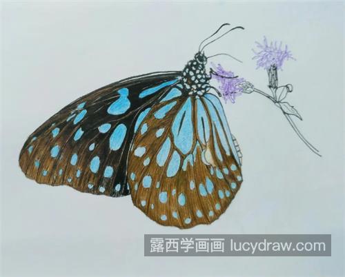美丽的蝴蝶怎么画？简单的钢笔画法是什么？