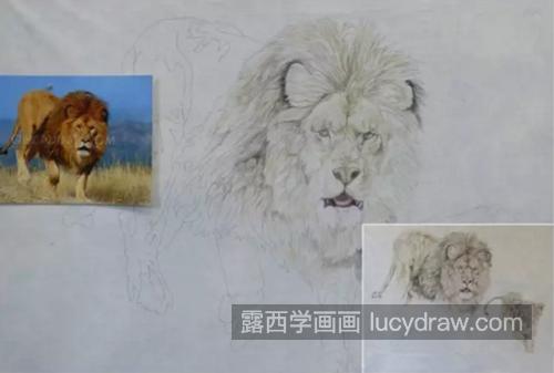 狮子怎么画？工笔狮子绘画技法步骤解析
