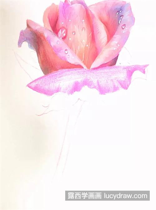带水珠的玫瑰花怎么画？如何画出娇艳欲滴的花朵？